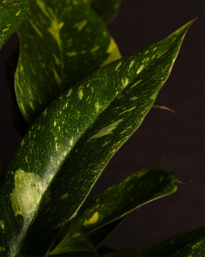 Detailaufnahme von Philodendron 'Ring of Fire'.