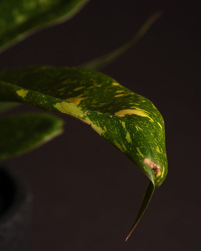 Detail eines Blattes mit Makel an einem Philodendron 'Ring of Fire'.