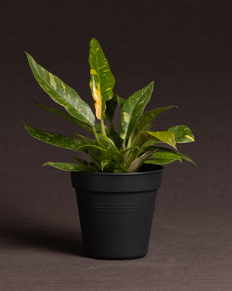 Philodendron 'Ring of Fire' ohne Übertopf vor grauem Hintergrund.