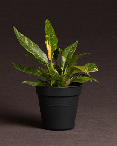 Philodendron 'Ring of Fire' ohne Übertopf vor grauem Hintergrund.