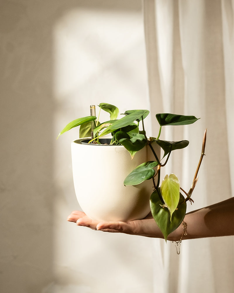 Eine Hand hält einen weißen Topf mit Hydro • Philodendron scandens, dessen herzförmige Blätter Charme verleihen. Der sanft beleuchtete Hintergrund hebt das üppige Grün der Pflanze und die glatte Textur des Topfes hervor, während ein durchsichtiger Vorhang das sanfte Ambiente dieser pflegeleichten Baumfreund-Ausstellung vervollständigt.