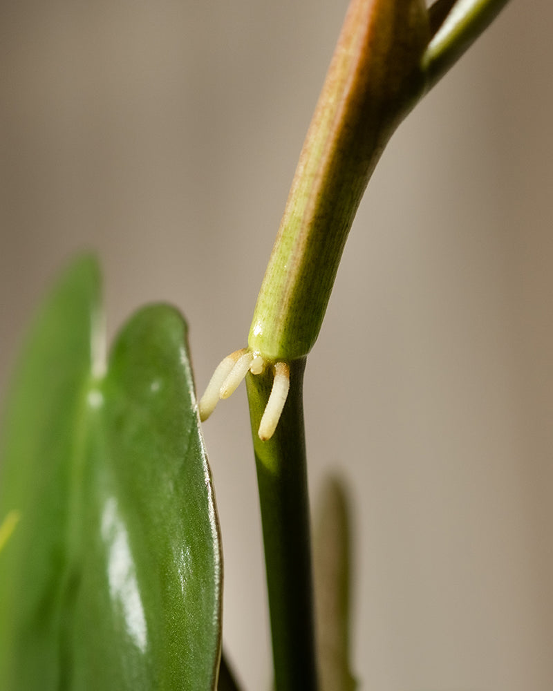 Nahaufnahme eines Hydro • Philodendron scandens-Stängels mit winzigen Wurzeln, die aus einem Knoten hervorwachsen. Vor einem neutralen, verschwommenen beigen Hintergrund ist links teilweise ein glänzendes, herzförmiges Blatt zu sehen.
