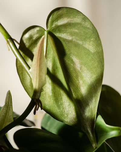 Nahaufnahme eines Hydro • Philodendron scandens-Blattes mit glatter Textur, das durch Sonnenlicht hervorgehoben wird und weiche Schatten wirft. Dieser pflegeleichte Baumfreund zeichnet sich durch seine herzförmigen Blätter und eine helle Knospe daneben aus, die neues Wachstum der Pflanze anzeigt.