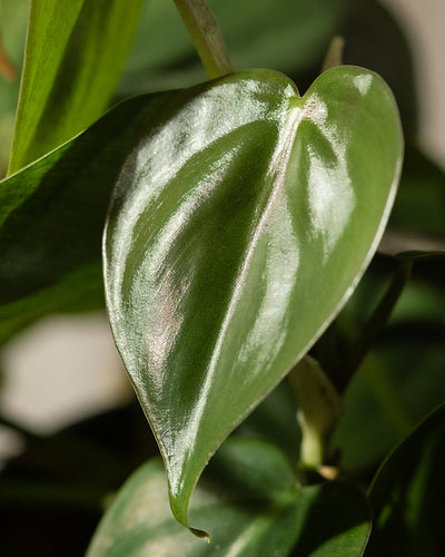 Eine Nahaufnahme eines glänzenden, herzförmigen grünen Blattes mit glatter Textur, teilweise beleuchtet. Das Blatt gehört zum pflegeleichten Hydro • Philodendron scandens, im Hintergrund sind weitere ähnliche Blätter zu sehen.