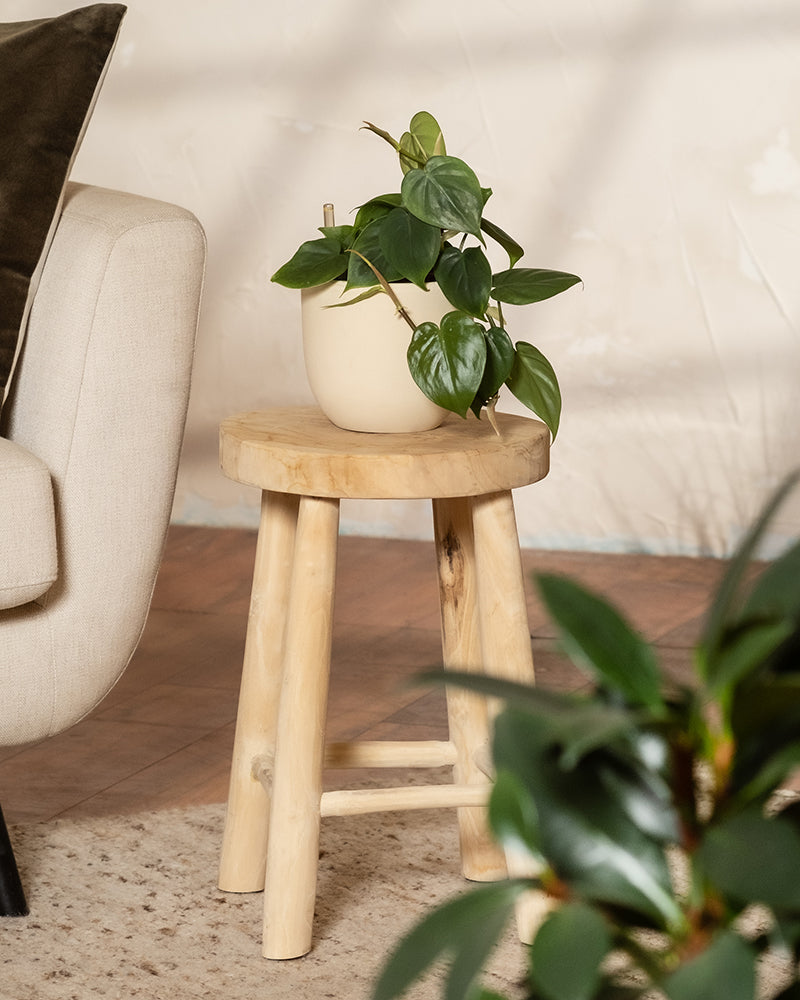Auf einem kleinen Holzhocker steht ein belaubter Hydro-Philodendron scandens neben einem cremefarbenen Sofa. Seine herzförmigen Blätter verleihen Charme, während im Vordergrund auf einem beigen Teppichboden eine andere Pflanze teilweise sichtbar ist, die die Schönheit dieser pflegeleichten Pflanzenfreunde veranschaulicht.