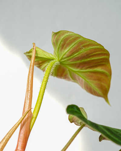 Philodendron verrucosum