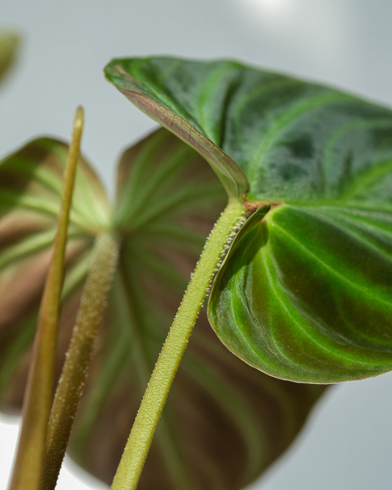 Philodendron verrucosum