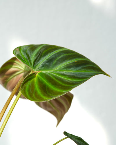 Philodendron verrucosum