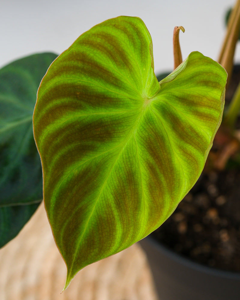 Philodendron verrucosum