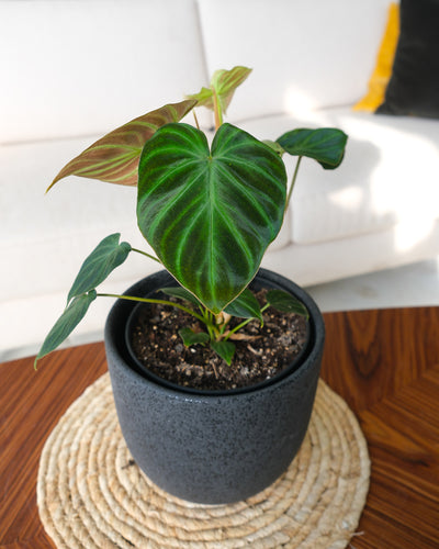 Philodendron verrucosum