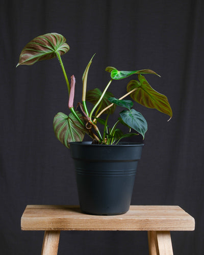 Philodendron verrucosum