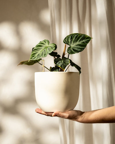 Eine Hand hält einen weißen Topf mit einer grünen Pflanze, ähnlich dem Hydro • Philodendron verrucosum, vor einem sanft beleuchteten Hintergrund. Die Kletterpflanze hat große, strukturierte, dunkelgrüne Blätter mit markanten Adern, die die Aufmerksamkeit auf sich ziehen.