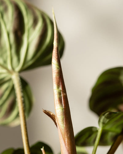 Eine Nahaufnahme des Hydro • Philodendron verrucosum zeigt ein langes, spitzes, ungeöffnetes Blatt zwischen reifen grünen Blättern mit deutlichen Adern. Der sanft verschwommene Hintergrund hebt die einzigartige Textur dieses samtigeren Philodendrons hervor.