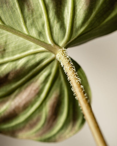 Eine Nahaufnahme des Philodendron verrucosum oder Hydro zeigt seine strukturierte Schönheit mit aufwendig sichtbaren Adern auf einem Blatt in Grüntönen und subtilen bräunlichen Bereichen in der Nähe der Adern. Ein hellbrauner Stiel, der mit winzigen lockigen weißen Haaren geschmückt ist, vervollständigt diese auffällige Kletterpflanze.