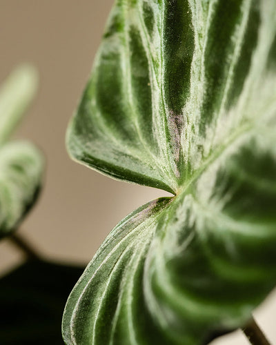 Nahaufnahme eines samtigen Hydro-Philodendron verrucosum-Blattes mit ausgeprägten Adern in hellen und dunklen Grüntönen. Der sanft verschwommene Hintergrund hebt die komplizierten Details der Oberfläche dieser Kletterpflanze hervor.