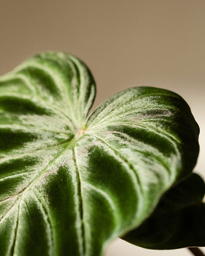 Der Hydro • Philodendron verrucosum verfügt über ein herzförmiges Blatt mit ausgeprägten Adern und einer weichen, samtigen Textur, das vor einem neutralen Hintergrund für eine heitere Atmosphäre sorgt.
