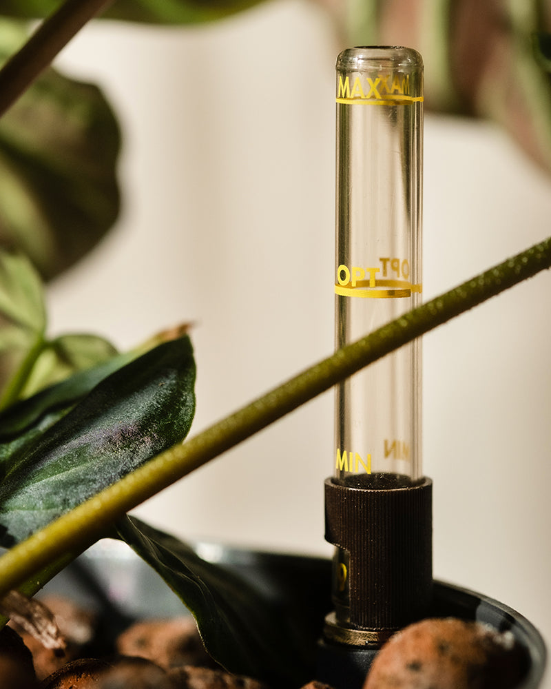 Nahaufnahme eines Hydro • Philodendron verrucosum-Wasserstandsanzeigers in seinem Topf mit gelben „Min“, „Opt“ und „Max“-Etiketten. Samtgrüne Blätter und reichhaltige braune Erde umgeben ihn und verleihen dieser atemberaubenden Kletterpflanze Charme.