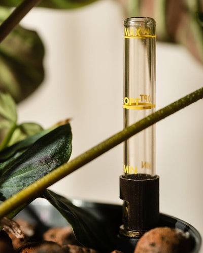 Nahaufnahme eines Hydro • Philodendron verrucosum-Wasserstandsanzeigers in seinem Topf mit gelben „Min“, „Opt“ und „Max“-Etiketten. Samtgrüne Blätter und reichhaltige braune Erde umgeben ihn und verleihen dieser atemberaubenden Kletterpflanze Charme.