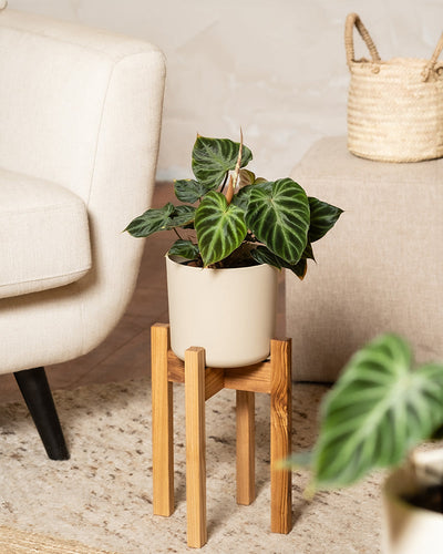 Ein Hydro • Philodendron verrucosum mit großen grünen Blättern steht auf einem Holzständer auf einem beigen Teppich neben einem cremefarbenen Sofa. Im Hintergrund ist ein Dekor in neutralen Tönen zu sehen, darunter ein geflochtener Korb.