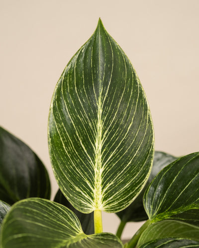 In der Bildmitte befindet sich ein einzelnes, großes, dunkelgrünes Blatt eines Philodendron Birkin „White Measure“. Das Blatt weist markante hellgrüne Adern auf, die ein auffälliges Muster bilden. Insgesamt wirkt die Textur des Blattes glatt und glänzend. Im Hintergrund sind weitere verschwommene Blätter zu sehen, die der Szene Tiefe verleihen.