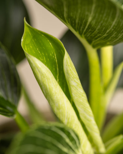 Eine Nahaufnahme eines leuchtend grünen Philodendron Birkin „White Measure“ zeigt seine länglichen, spitzen Blätter mit unterschiedlichen Grüntönen und dezenten weißen Streifen. Ein Blatt ist deutlich gekräuselt, während der unscharfe Hintergrund die Textur und Details der Pflanze hervorhebt.