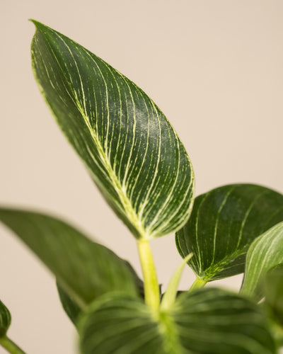 Nahaufnahme eines grünen Blattes des Philodendron Birkin „White Measure“ mit auffälligen weißen Adern vor neutralem Hintergrund. Das Blatt hat eine längliche, ovale Form und steht aufrecht, wodurch sein kompliziertes Adernmuster sichtbar wird. Andere Blätter sind teilweise sichtbar und im Hintergrund verschwommen.