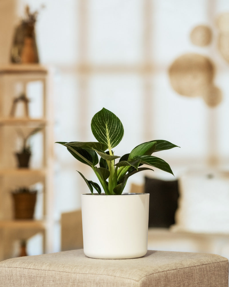 Ein Philodendron Birkin „White Measure“ mit breiten grünen Blättern steht im Vordergrund auf einem beigen Ottomanen. Im Hintergrund sind Regale mit Topfpflanzen und verschwommenen Dekorationsgegenständen zu sehen, die eine gemütliche, gut beleuchtete Innenatmosphäre schaffen.