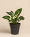 Philodendron-white-measure-ohne-Uebertopf