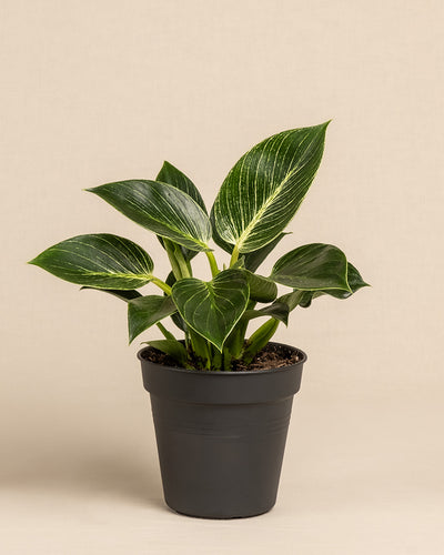 Philodendron-white-measure-ohne-Uebertopf