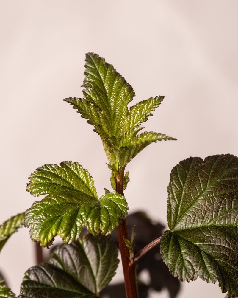 Nahaufnahme des neuen Wachstums einer Physocarpus opulifolius-Pflanze, die an die Gewöhnliche Strauch-Spierstrauchpflanze erinnert. Das Bild zeigt junge, hellgrüne Blätter oben und reifere, dunkelgrüne Blätter darunter. Die rötlichen Stängel und strukturierten Blattoberflächen der Pflanze sind vor einem schlichten, hellen Hintergrund ebenfalls gut zu erkennen.