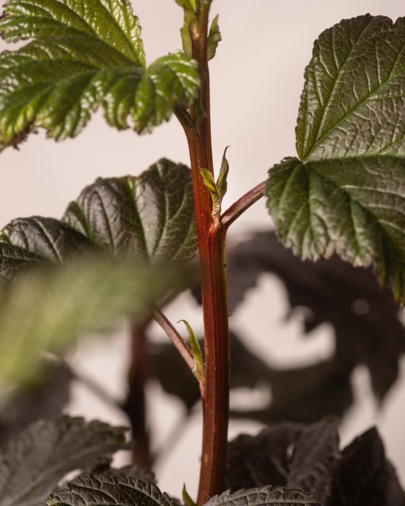 Nahaufnahme eines Physocarpus opulifolius-Stängels mit grünen Blättern. Aus dem roten Stängel sprießen kleine Blätter, einige mit einem dunkleren Grünton, fast braun, während andere leuchtend grün sind. Die strukturierten Blätter verleihen dem weichen, unscharfen Hintergrund Tiefe und Interesse.