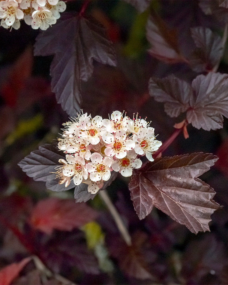 Eine Nahaufnahme einer blühenden Ansammlung kleiner weißer Blüten mit rosafarbener Mitte, umgeben von dunkelvioletten Blättern. Die Blüten des Physocarpus opulifolius sind kugelförmig und dicht gepackt, mit zarten Blütenblättern und zahlreichen Staubblättern, die aus der Mitte hervorragen. Im Hintergrund sind weitere Blätter zu sehen.