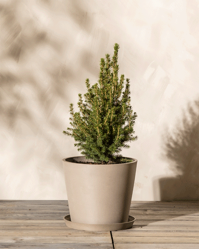 Ein kleiner immergrüner Baum in einem beigen Topf aus Kunststoff (Amsterdam | 40 cm ⌀) steht auf einer Holzoberfläche vor einer hellen Wand. Die grünen Nadeln des Baums bilden einen Kontrast zum neutralen Topf und Hintergrund und schaffen eine einfache und ruhige Atmosphäre. Licht und Schatten spielen subtil auf der Wand und der Oberfläche.