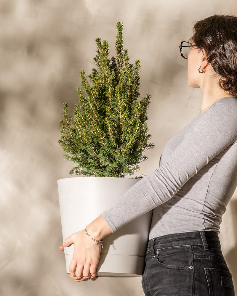 Zuckerhutfichte mit einem von einer Frau gehaltenen Kunststofftopf