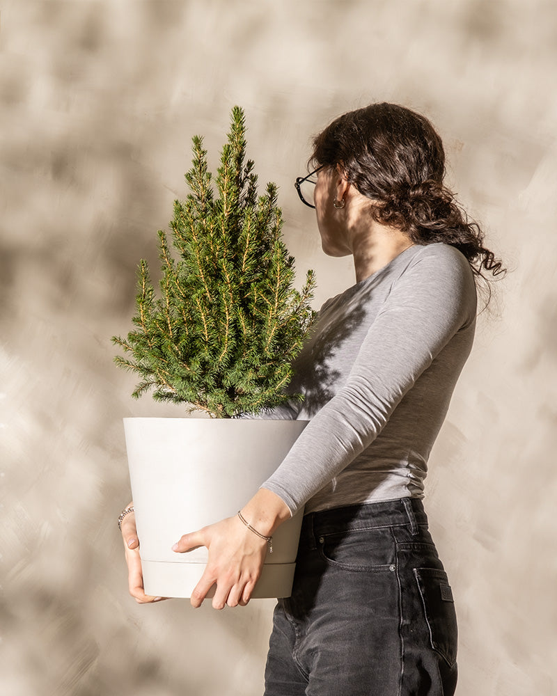 Zuckerhutfichte mit einem von einer Frau gehaltenen Plastiktopf