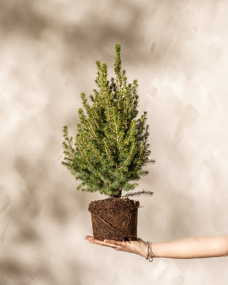 Zuckerhutfichte, gehalten von einer Hand ohne Topf