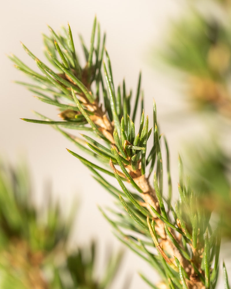 Detailaufnahme von Zuckerhutfichte