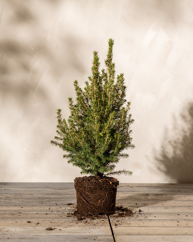 Zuckerhutfichte ohne übertopf
