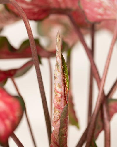 Nahaufnahme der Caladium „Pink Panther“. Sie zeigt ein eng gerolltes rosa-grünes Blatt zwischen reifen herzförmigen Blättern mit Mustern im Pink-Panther-Stil. Der leicht unscharfe Hintergrund hebt die leuchtenden Farben der Pflanze hervor.