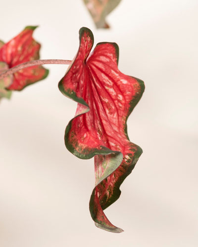 Nahaufnahme eines einzelnen, gekräuselten Caladium-Blattes „Pink Panther“ mit leuchtend rosa und grünen Rändern vor einem weichen, hellen Hintergrund. Die einzigartige Textur und die Adern des Blattes sind deutlich sichtbar.