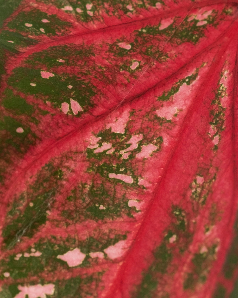 Nahaufnahme eines Caladium-Blattes „Pink Panther“ mit leuchtend roten Adern und grünen Abschnitten mit hellrosa Punkten, die für ein auffälliges Muster und eine auffällige Textur sorgen.
