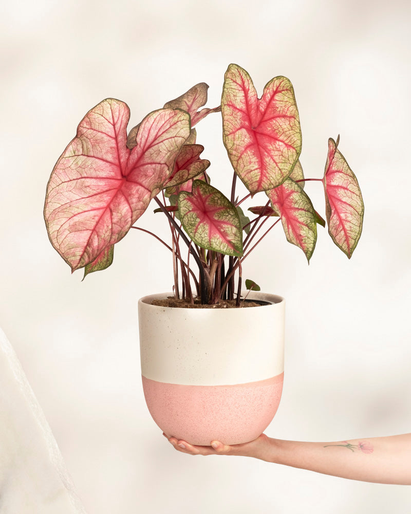 Eine Hand hält eine Caladium „Party Punch“ mit großen, herzförmigen Blättern mit grünem Rand und rosaroter Mitte. Die Pflanze steht in einem Topf, der oben weiß und unten hellrosa ist.