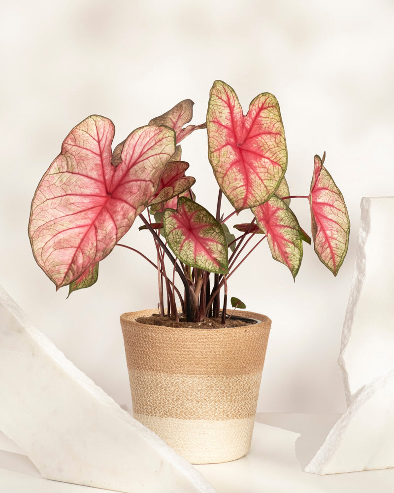Die Topfpflanze Caladium „Party Punch“ zeichnet sich durch große, herzförmige Blätter mit rosa Mitte und grünem Rand aus und bringt leuchtende Farben in jeden Raum. Der neutrale Hintergrund mit leichten geometrischen Akzenten macht sie zu einer herausragenden Saisonpflanze.