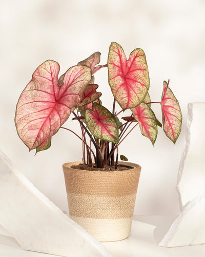 Die Topfpflanze Caladium „Party Punch“ zeichnet sich durch große, herzförmige Blätter mit rosa Mitte und grünem Rand aus und bringt leuchtende Farben in jeden Raum. Der neutrale Hintergrund mit leichten geometrischen Akzenten macht sie zu einer herausragenden Saisonpflanze.