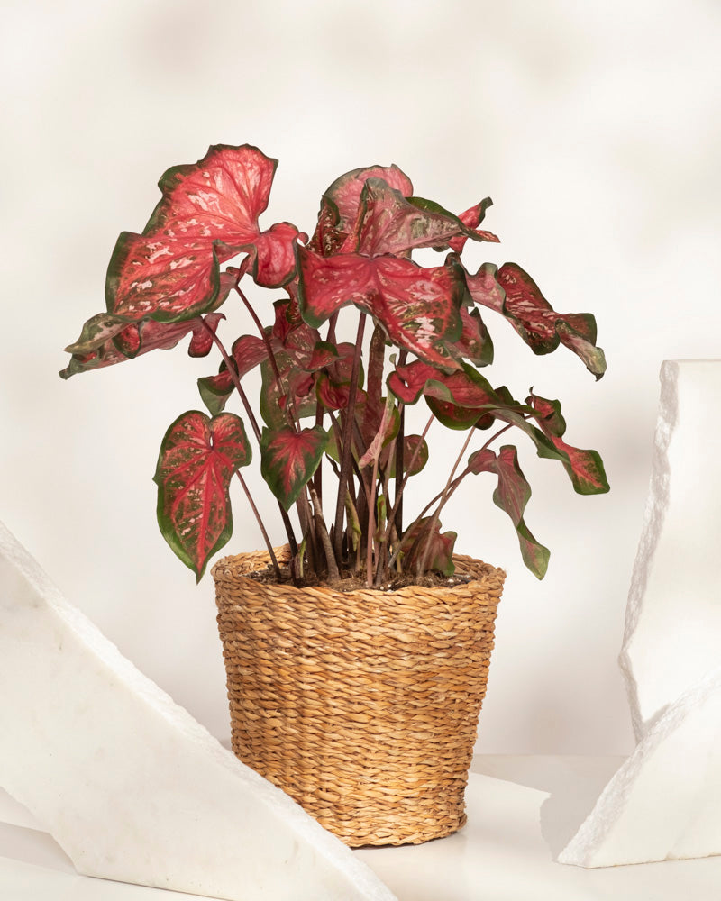 Eine Caladium „Pink Panther“ mit auffälligen grünen und rosa Blättern ist in einem geflochtenen Korb auf einer weißen Oberfläche eingetopft, begleitet von weißen skulpturalen Akzenten.
