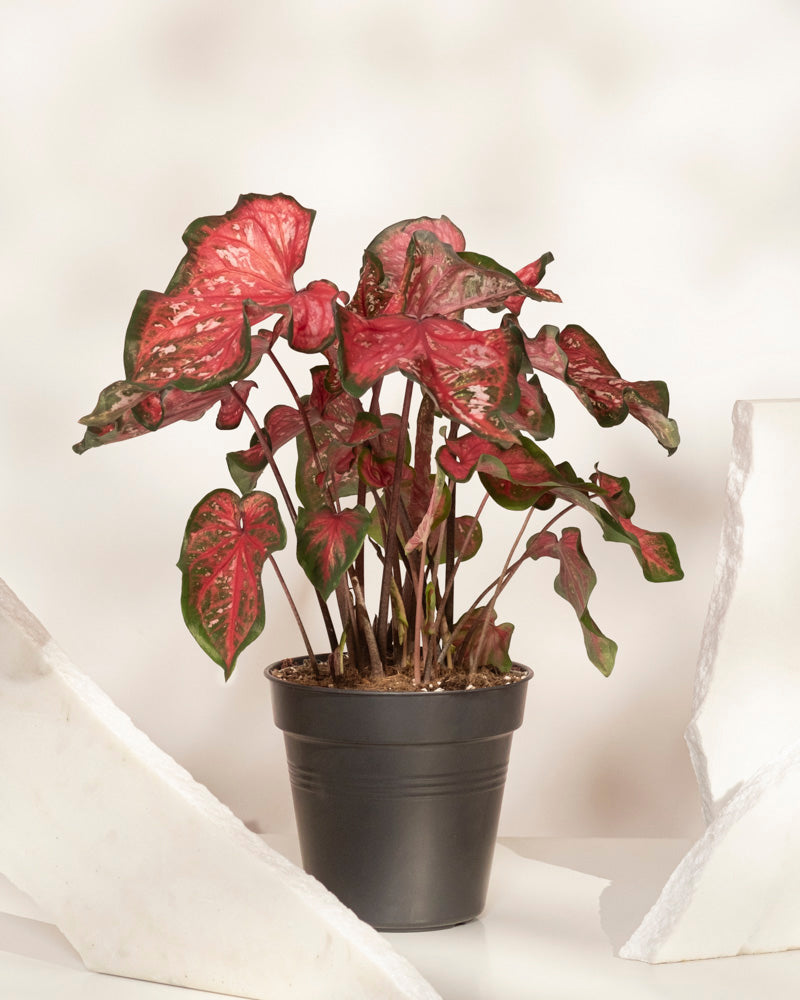Eine Caladium „Pink Panther“ im Topf mit rot und grün bunten Blättern steht auf einer weißen Oberfläche zwischen zwei strukturierten weißen Objekten vor einem sanft beleuchteten, blassen Hintergrund.