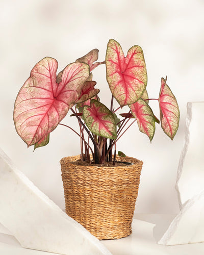 Caladium „Party Punch“ – eine wunderschöne Saisonpflanze mit großen, herzförmigen Blättern, die durch eine rosa Mitte und grüne Ränder akzentuiert sind – wird in einem geflochtenen Korb eingetopft und auf einem neutralen Hintergrund mit weißem Dekor präsentiert.