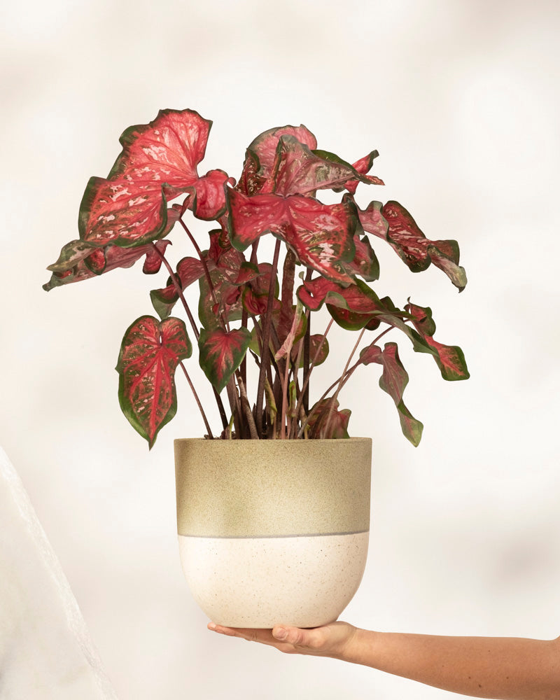 Eine Hand hält Caladium „Pink Panther“ mit großen herzförmigen grünen Blättern und leuchtend rosaroter Mitte in einem zweifarbigen Keramiktopf vor einem weichen, neutralen Hintergrund.