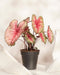 Eine Caladium „Party Punch“ im Topf mit großen, herzförmigen Blättern mit rosa Mitte, grünem Rand und weißen Adern steht zwischen zwei weißen strukturierten Objekten auf einem hellen Hintergrund.