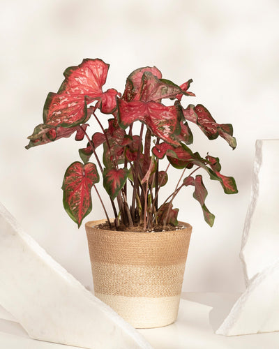 Eine Caladium „Pink Panther“ im Topf mit großen, herzförmigen rosa Blättern mit grünem Rand und weißen Sprenkeln steht auf einer weißen Oberfläche, umgeben von hellen dekorativen Akzenten.